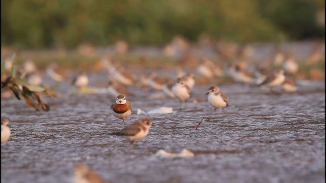 Caspian Plover - ML243934531