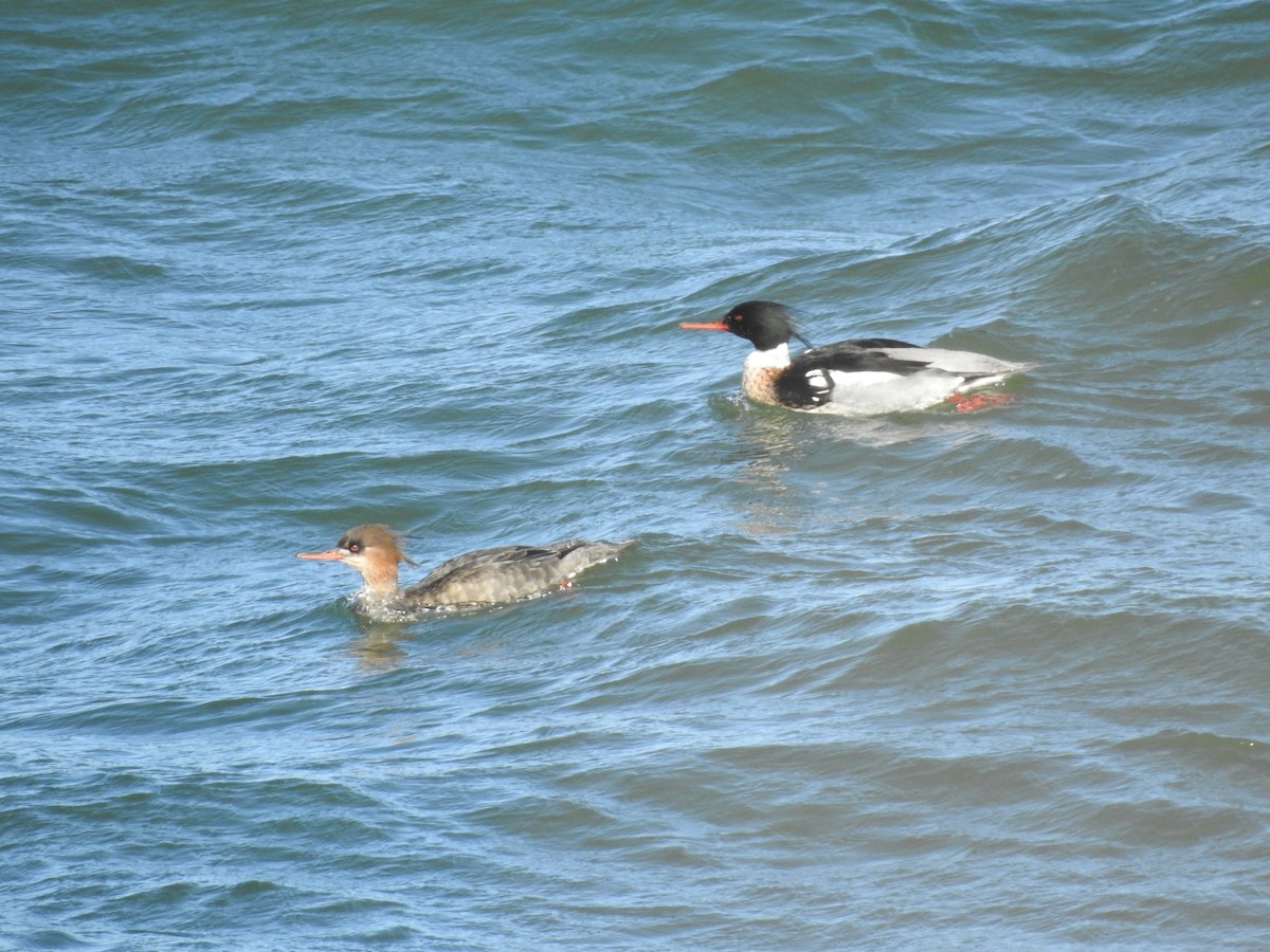 Red-breasted Merganser - ML243934591