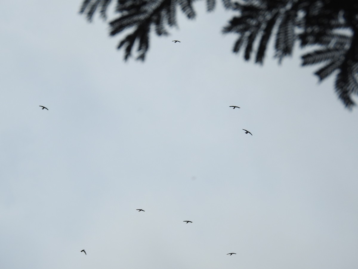 White-collared Swift - Heidi Pasch de Viteri