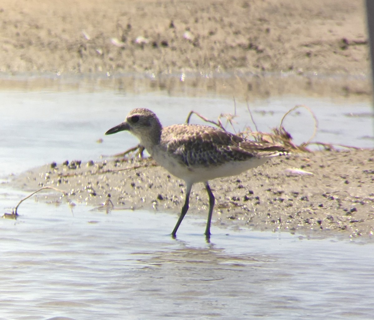 Black-bellied Plover - ML243936511