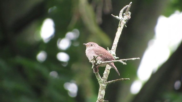 House Wren - ML243936691