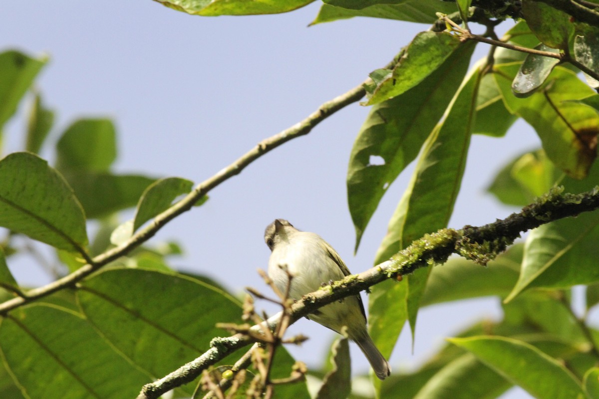 Mistletoe Tyrannulet - ML243937401