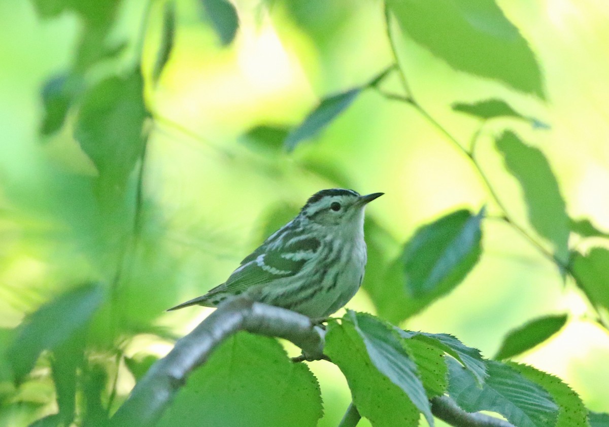 Black-and-white Warbler - ML243939261