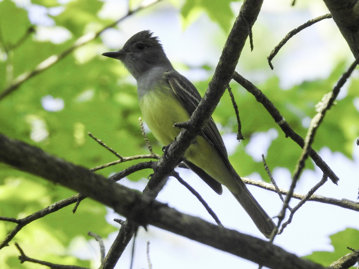 Great Crested Flycatcher - ML243939641