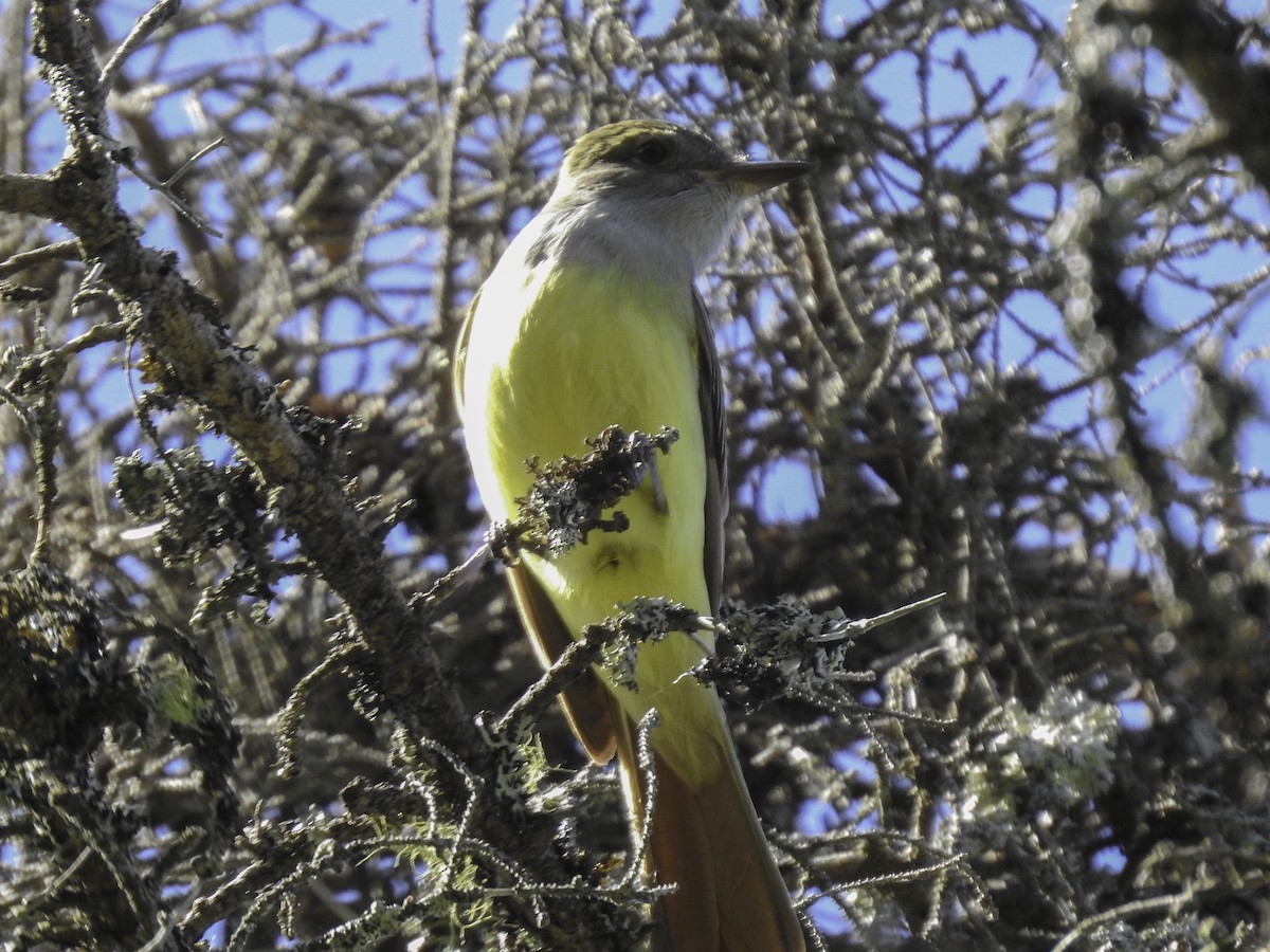 Great Crested Flycatcher - ML243939751