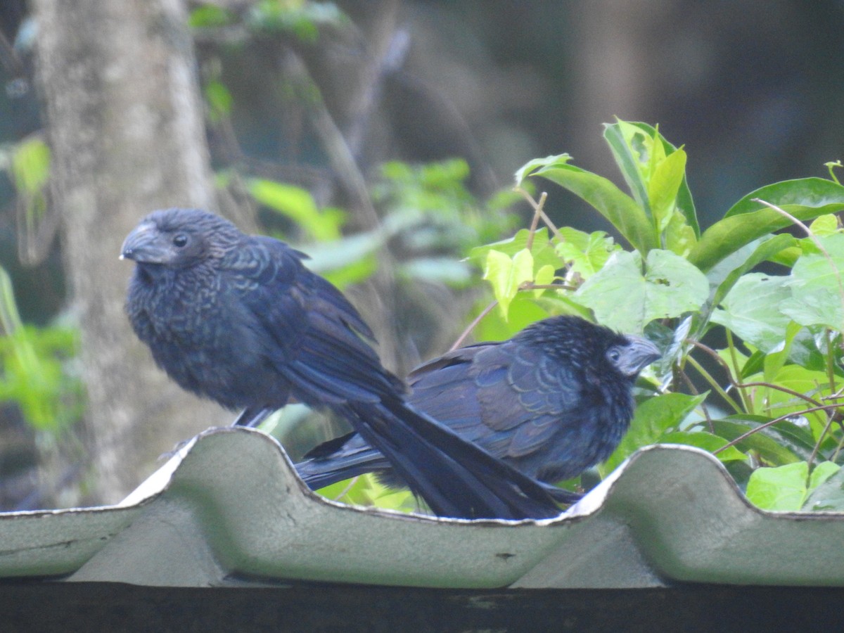 Groove-billed Ani - Heidi Pasch de Viteri