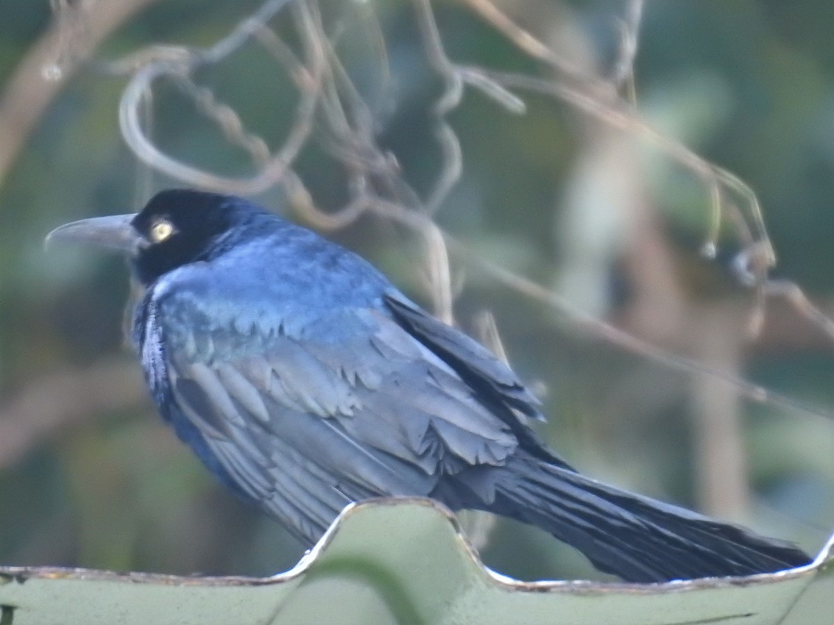 Great-tailed Grackle - ML243941371