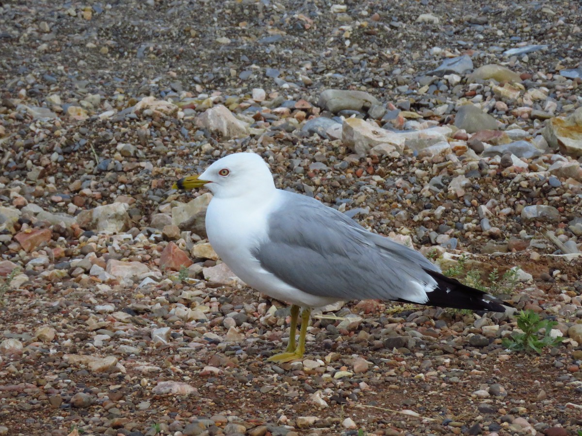 Ring-billed Gull - ML243942831