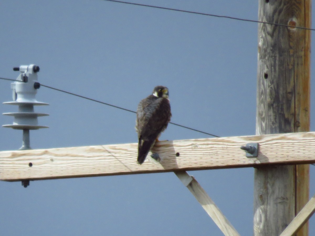 Peregrine Falcon - ML243943721