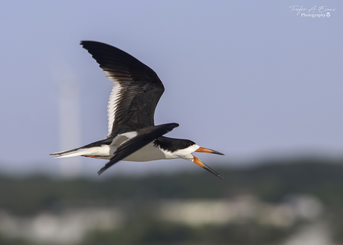 Black Skimmer - Trefor Evans