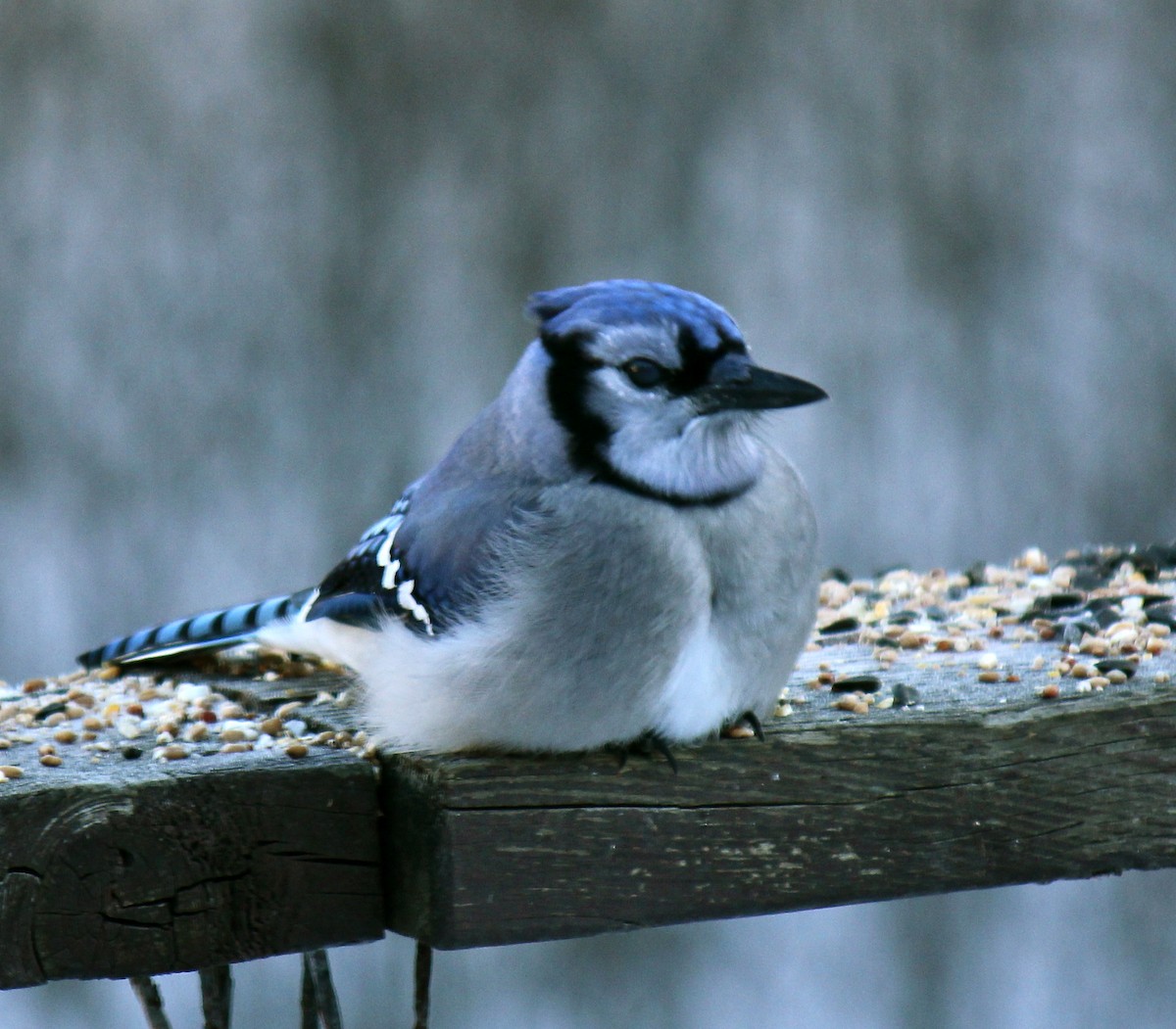 Blue Jay - ML24394461