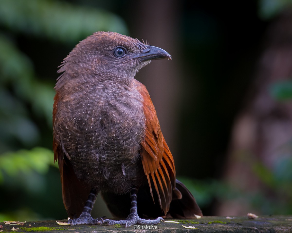 Andaman Coucal - ML243944951