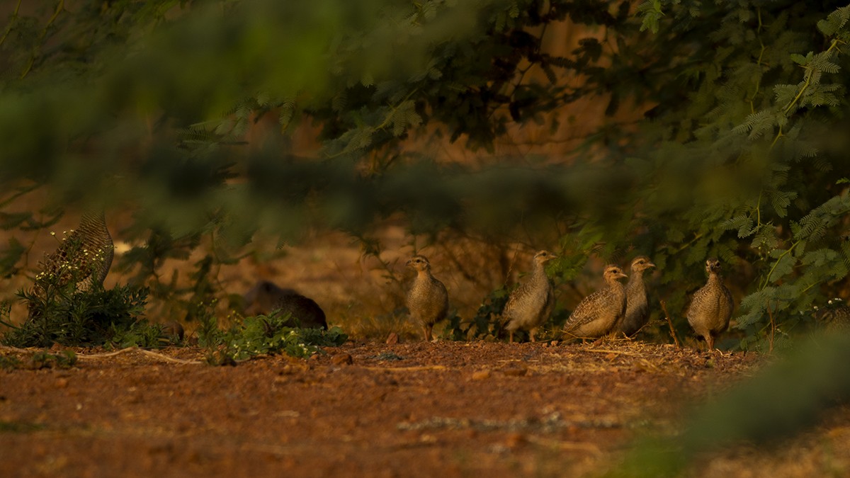 Gray Francolin - ML243944991