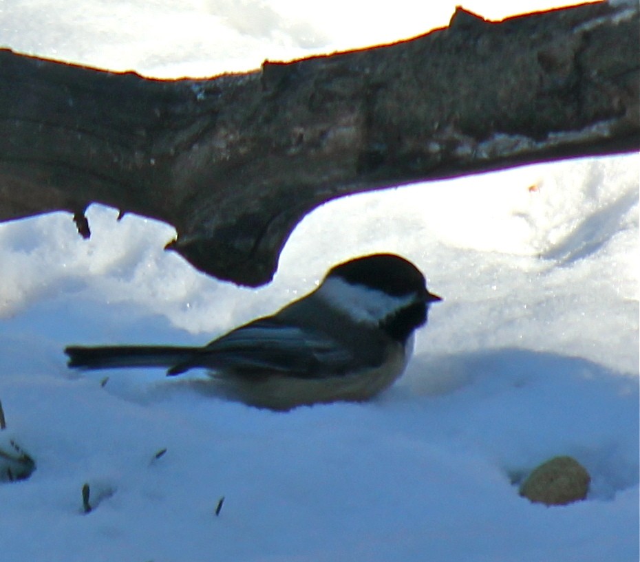 Black-capped Chickadee - ML24394501