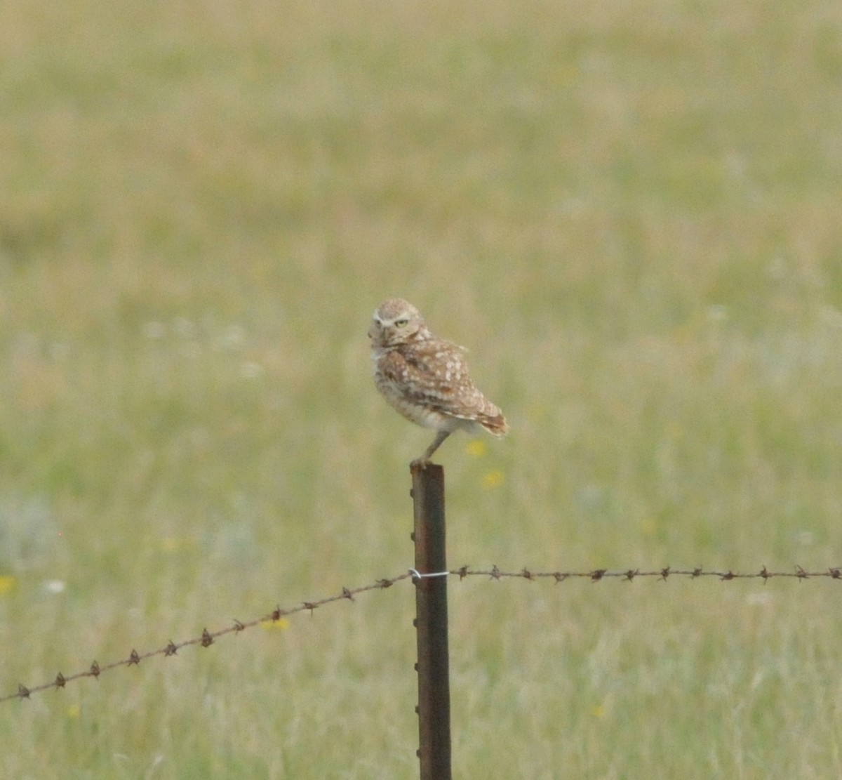 Burrowing Owl - ML243945611