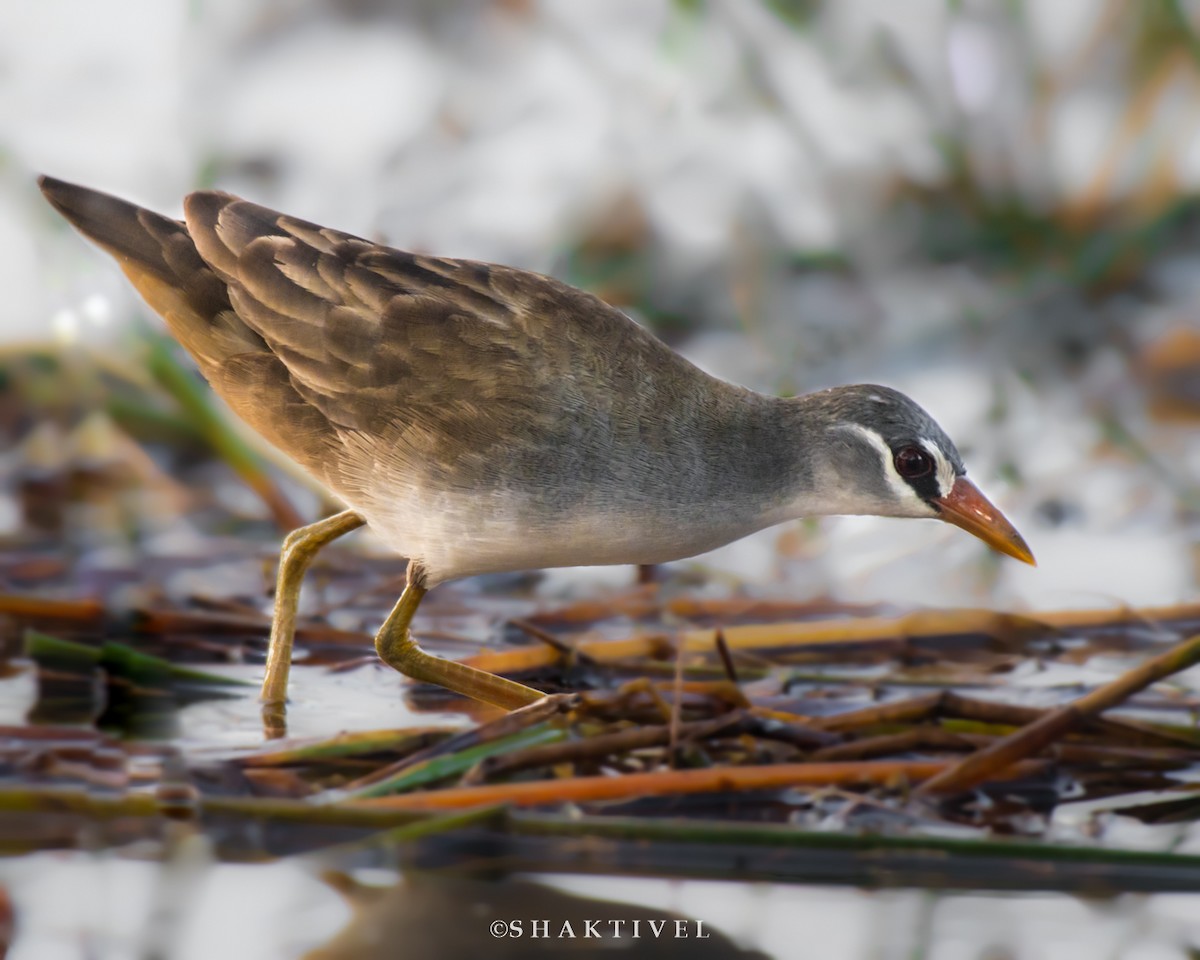 White-browed Crake - ML243946341