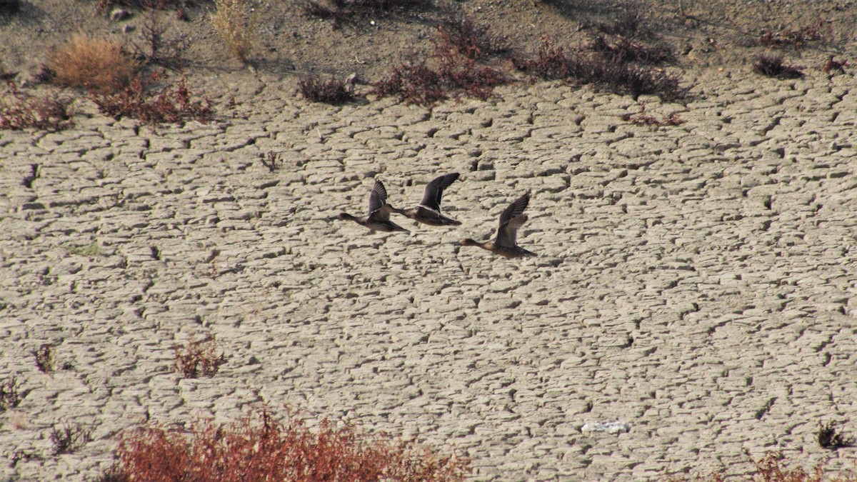 Northern Pintail - ML243946651