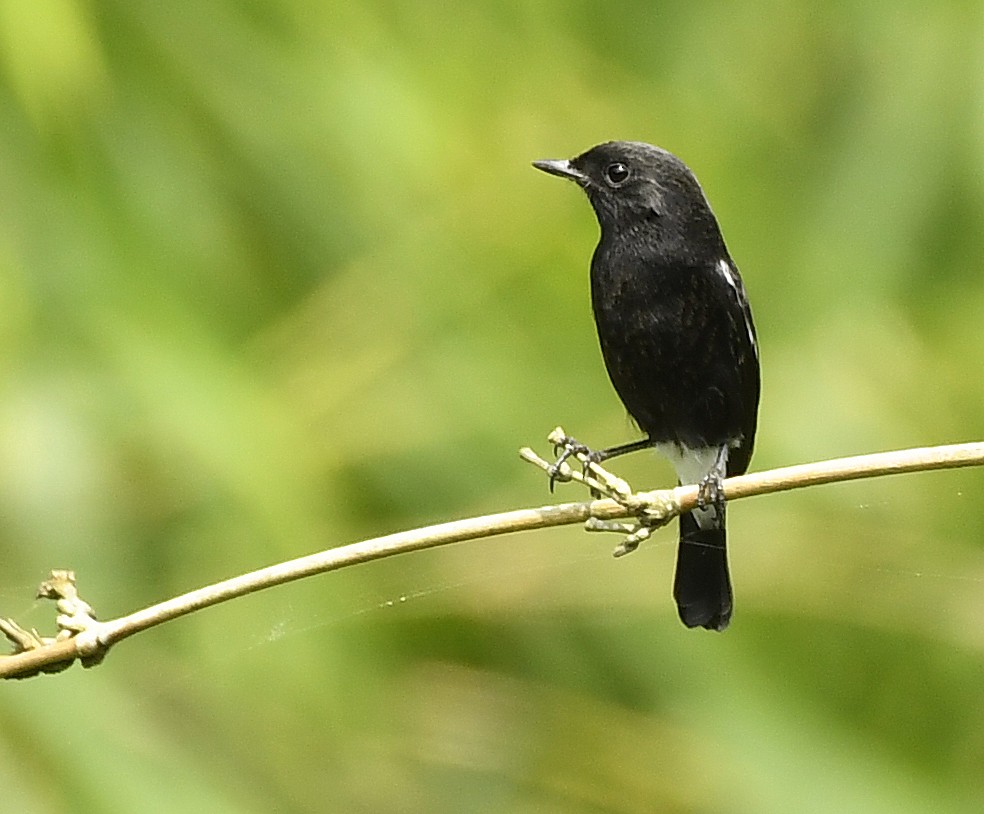 Pied Bushchat - ML243946671