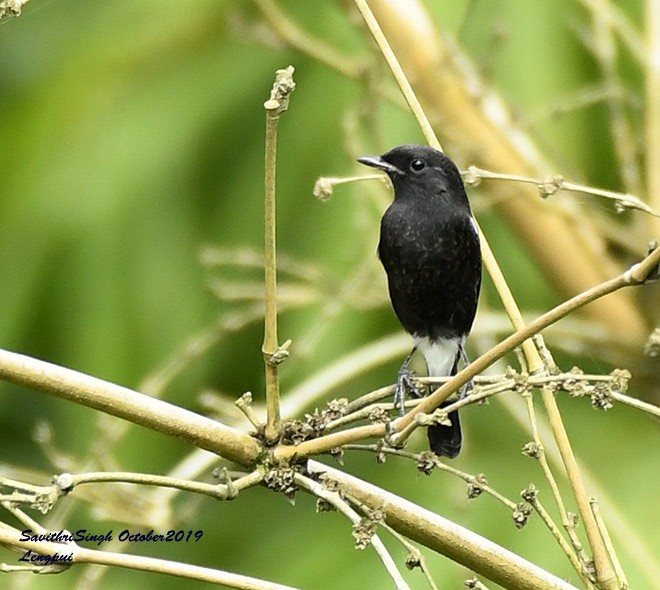 Pied Bushchat - ML243946681