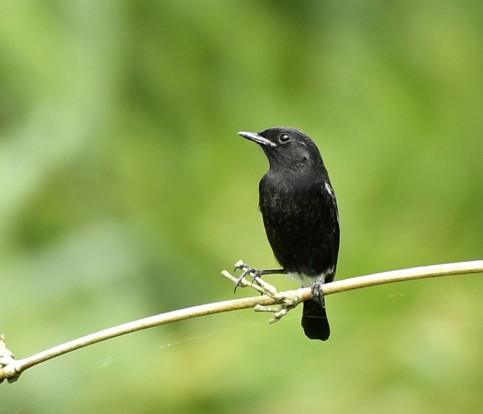 Pied Bushchat - ML243946721