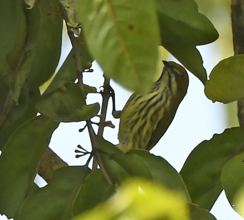 Yellow-vented Flowerpecker - ML243946751