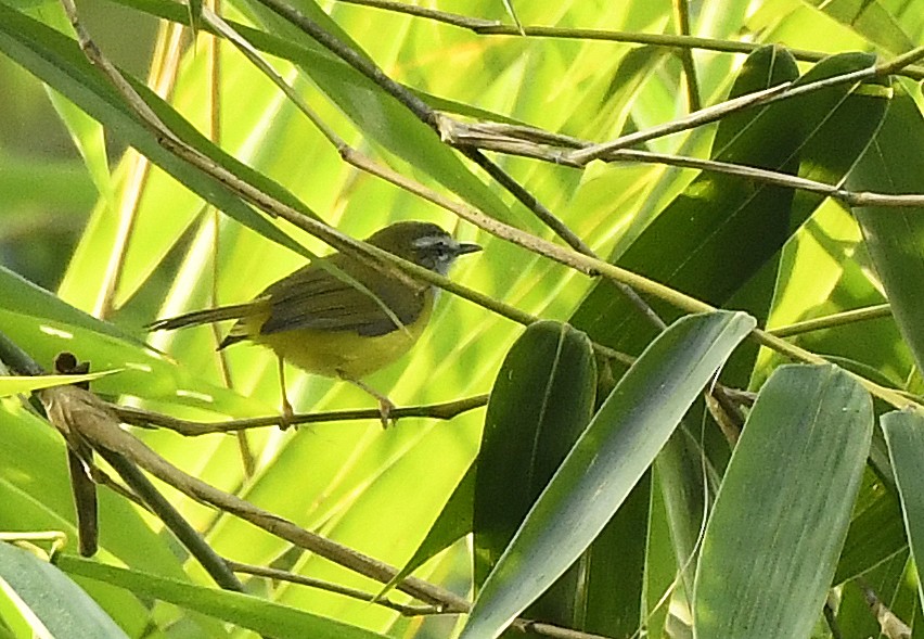 Yellow-bellied Warbler - Savithri Singh