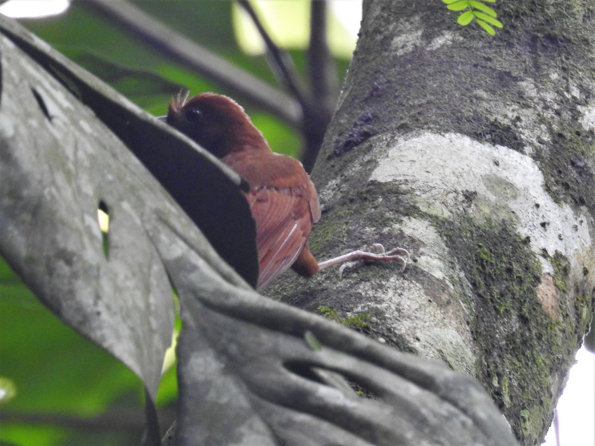 Ruddy Woodcreeper - Heidi Pasch de Viteri