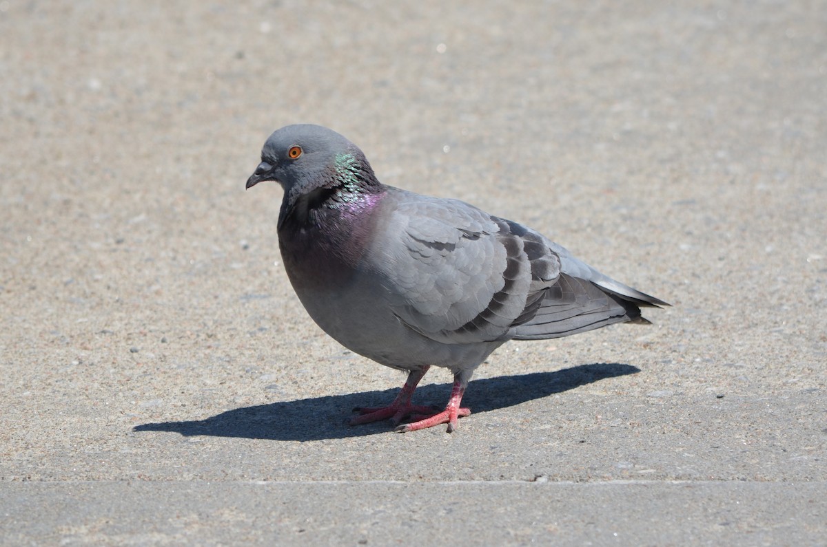 Rock Pigeon (Feral Pigeon) - Dominic Thibeault