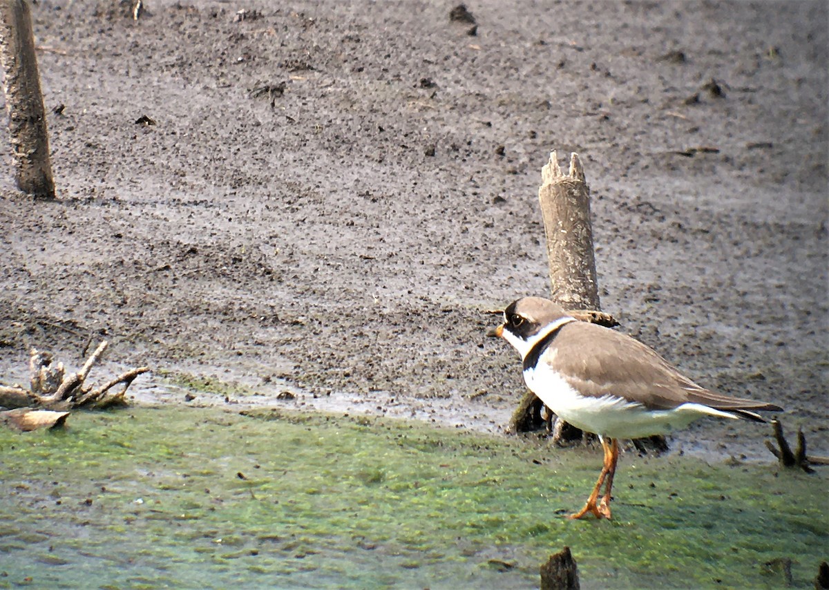 Semipalmated Plover - ML243950831