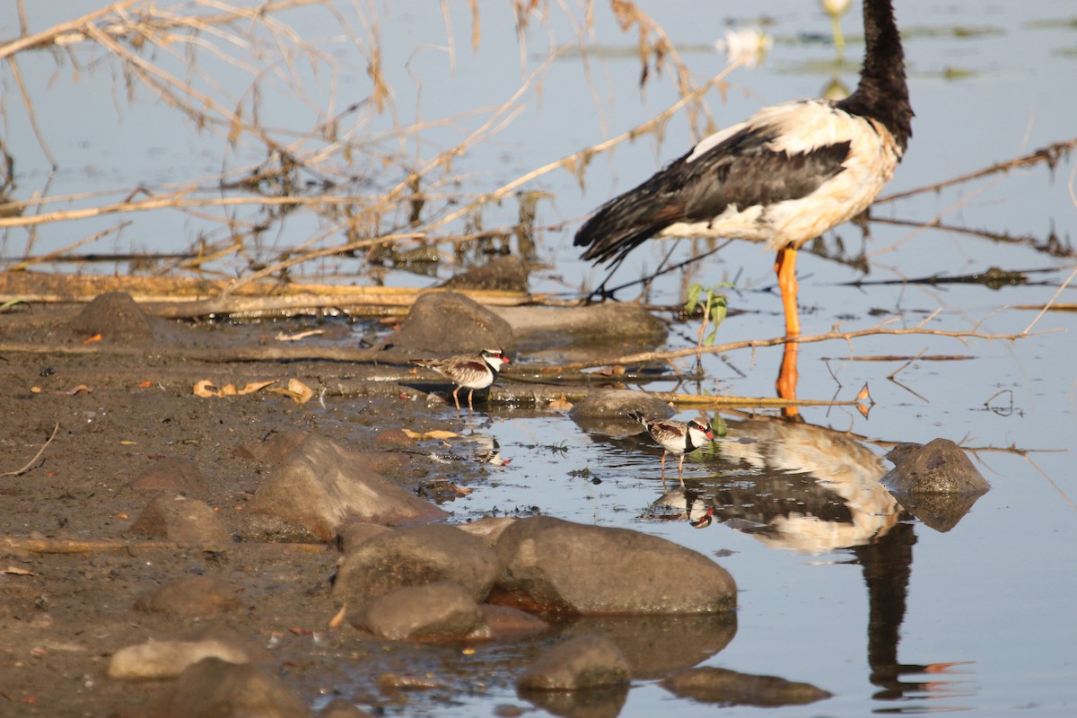 Black-fronted Dotterel - ML243951421