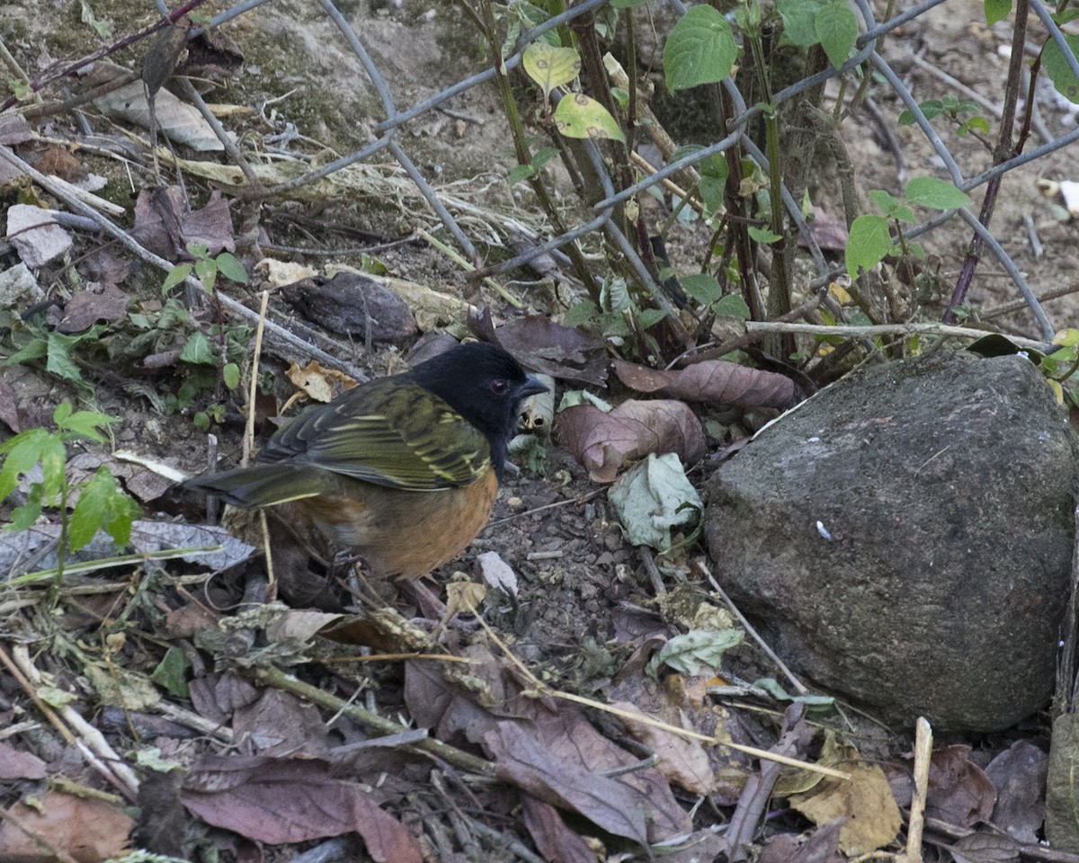 Spotted Towhee (Olive-backed) - Dixie Sommers