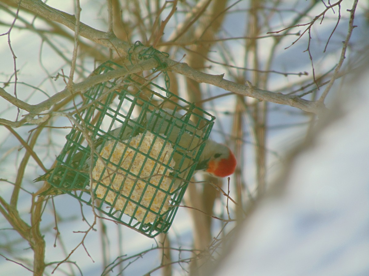 Red-bellied Woodpecker - ML24395281