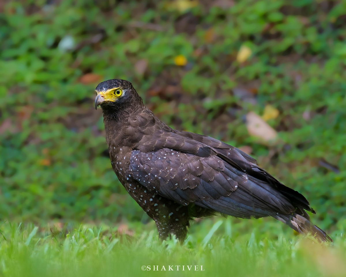 Andaman Serpent-Eagle - Shakti - Tribesmen.in