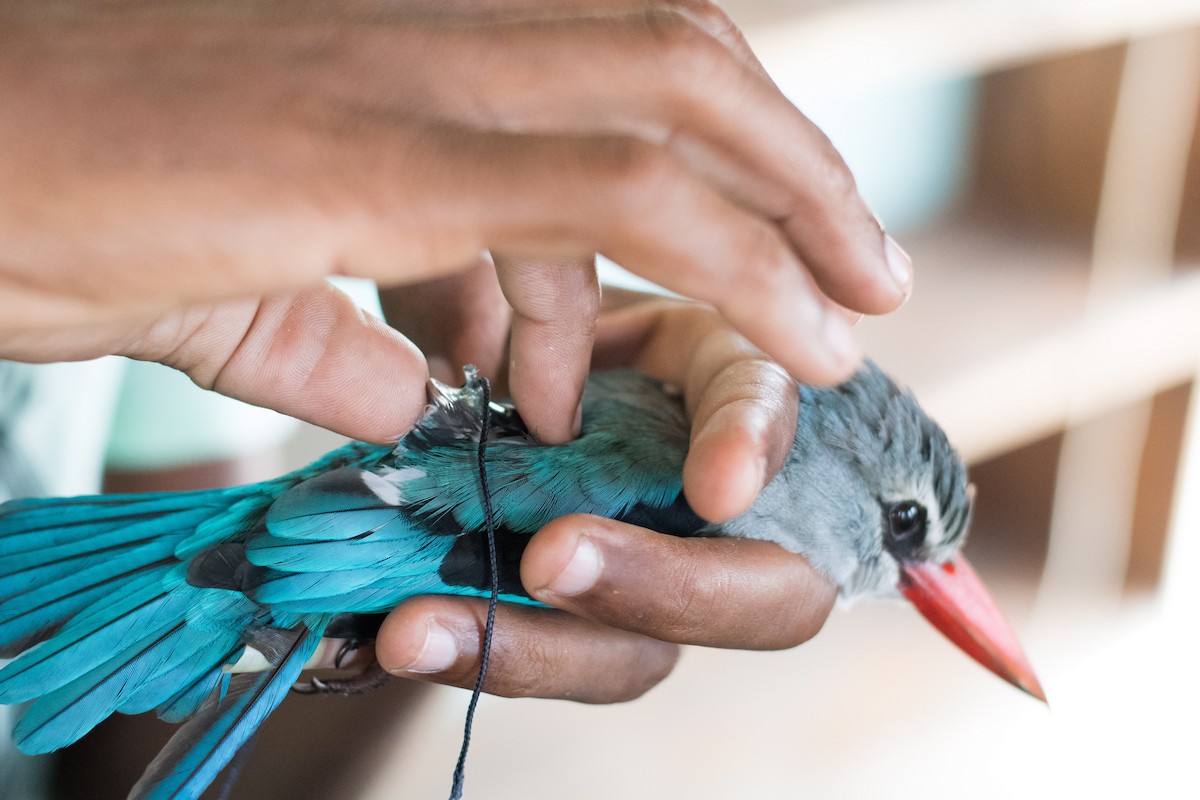 Mangrove Kingfisher - Raphaël Nussbaumer