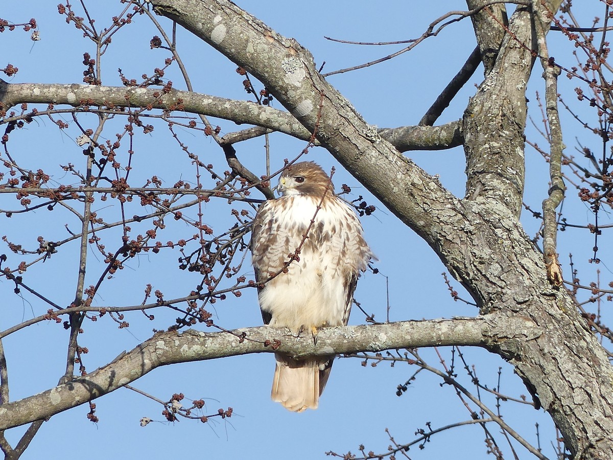 Red-tailed Hawk - ML24395561