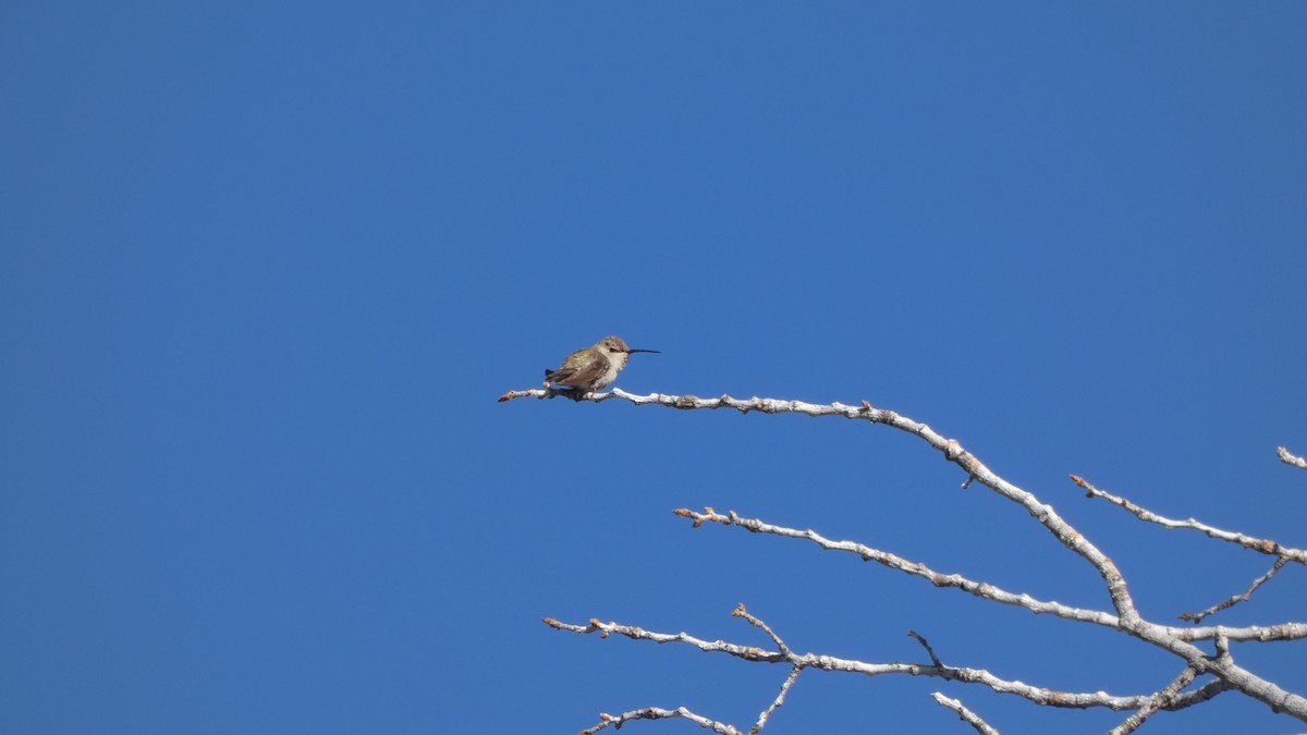 Costa's Hummingbird - ML243957911