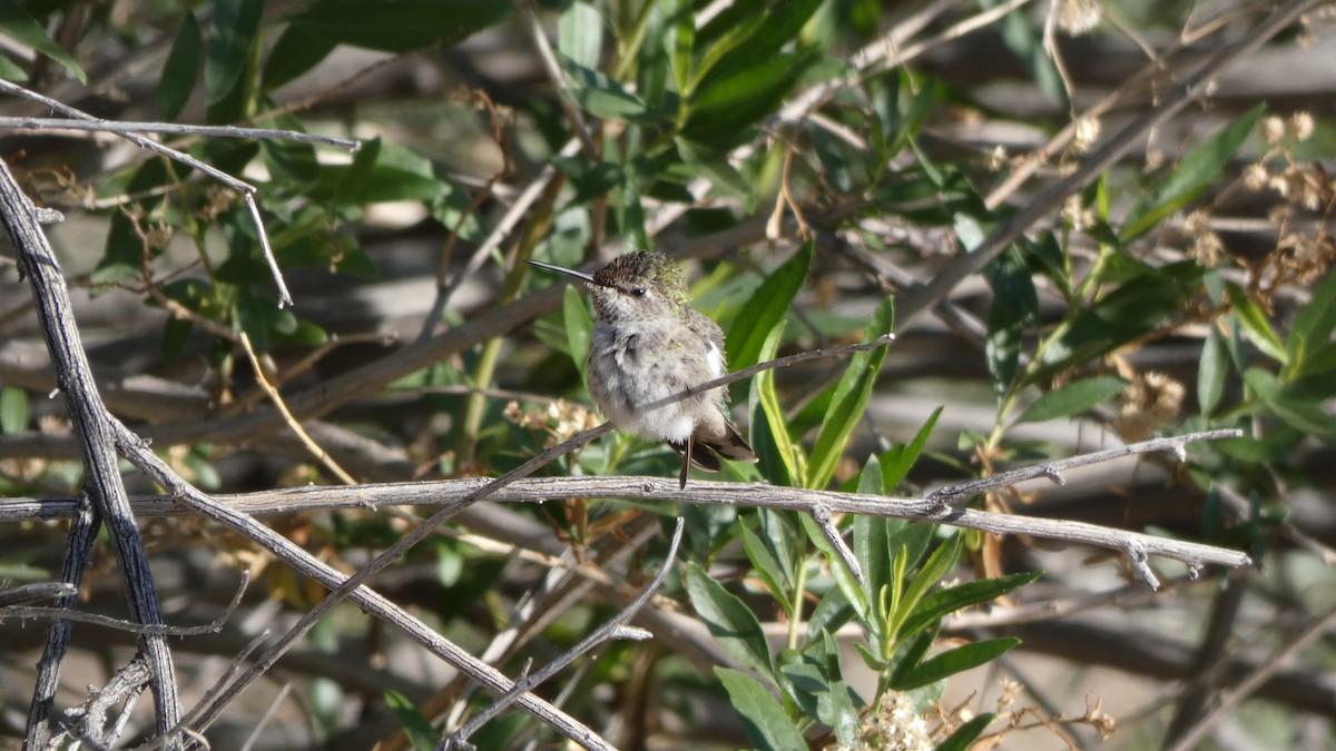Costa's Hummingbird - ML243957931
