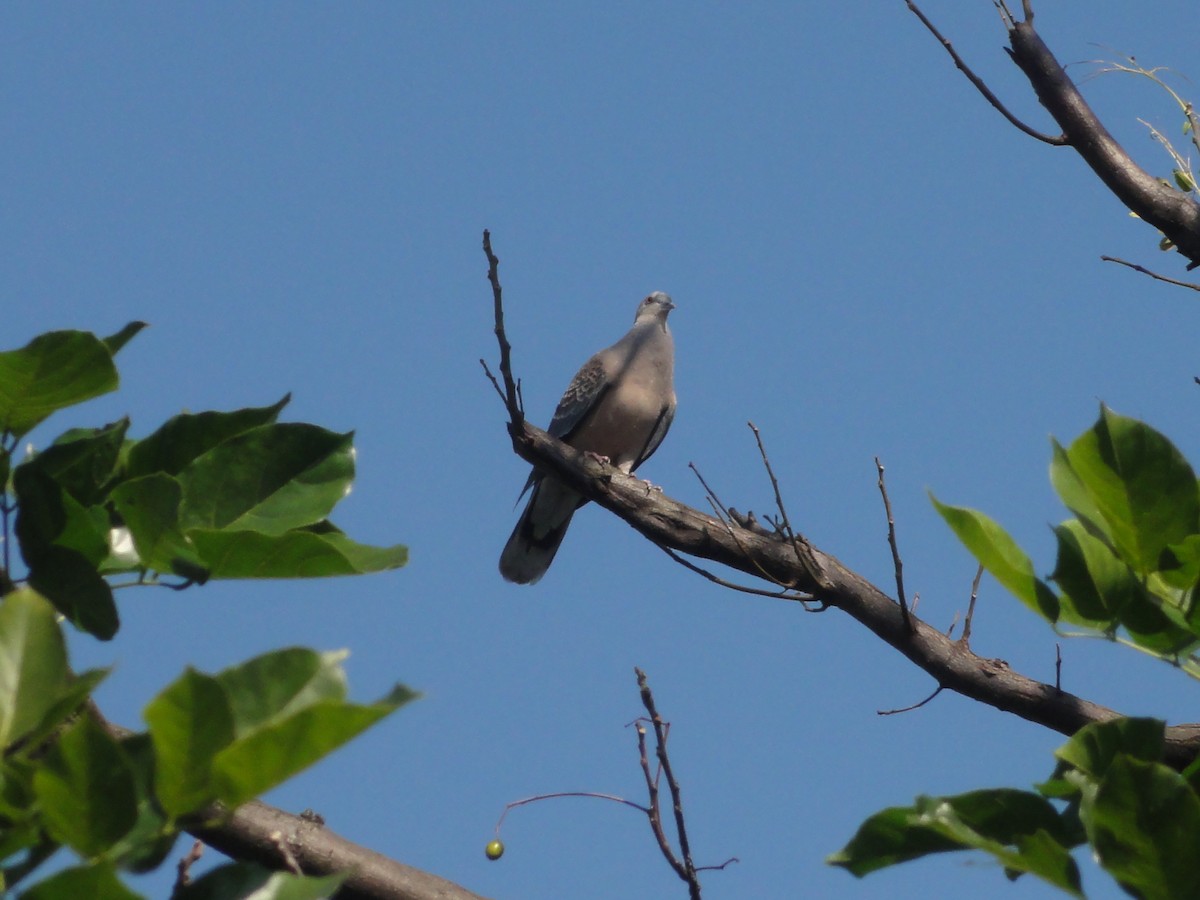 Oriental Turtle-Dove - jason wu