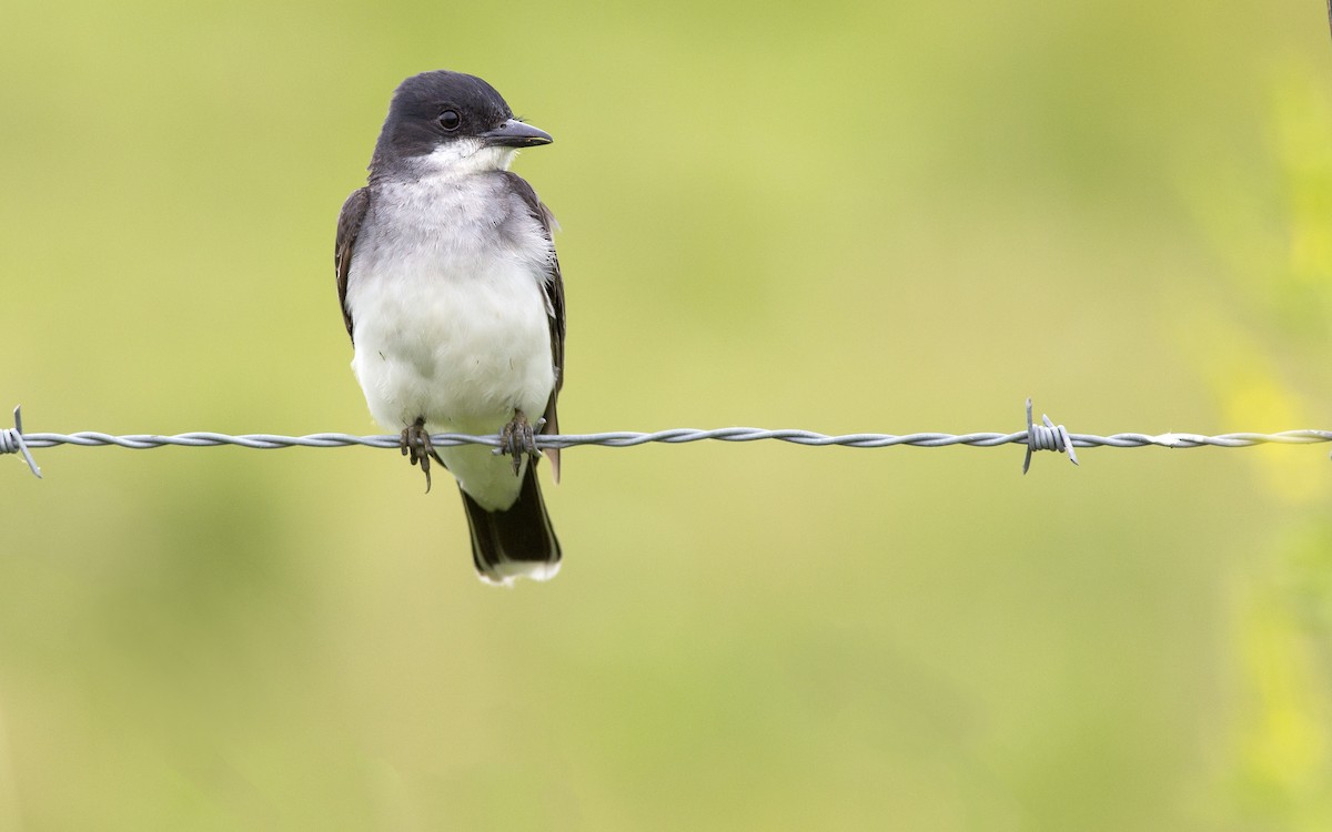 Eastern Kingbird - ML243960171