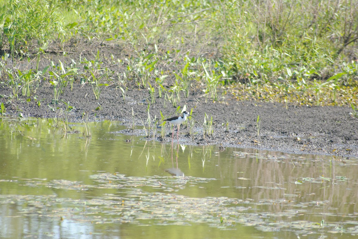 Black-necked Stilt - ML243960621