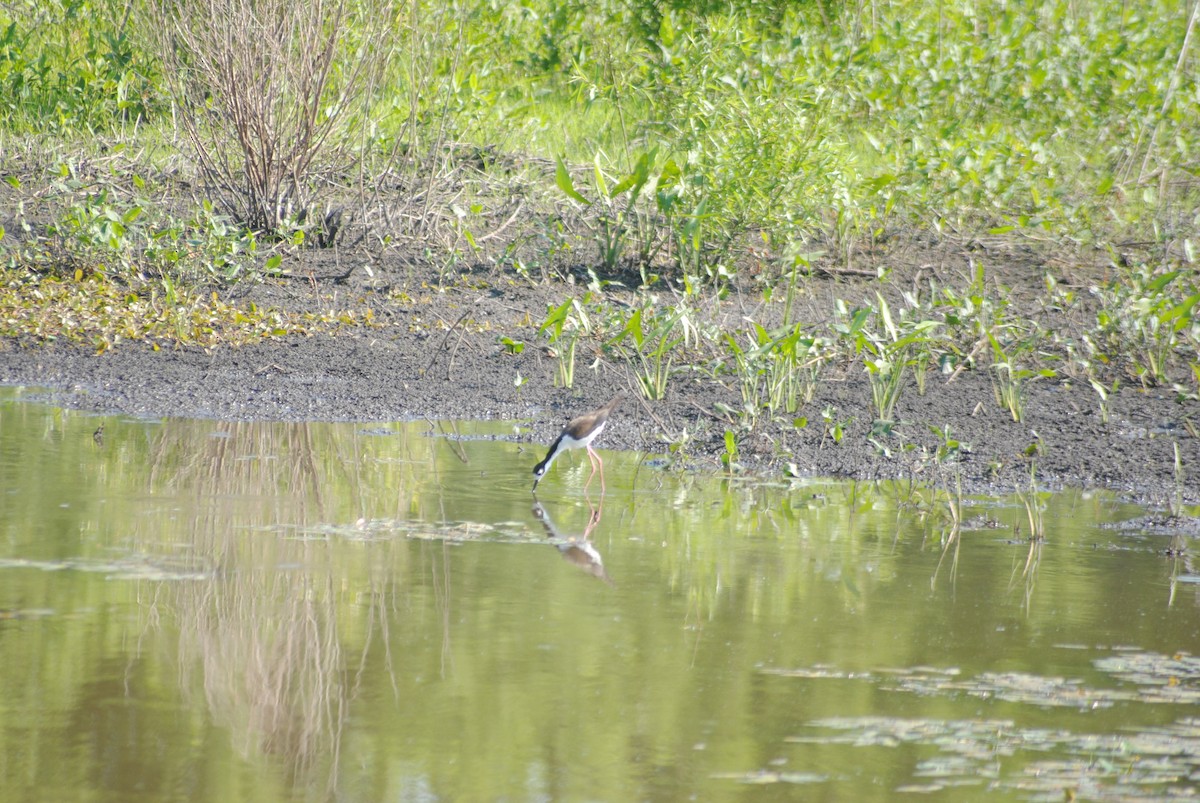 Black-necked Stilt - ML243960631