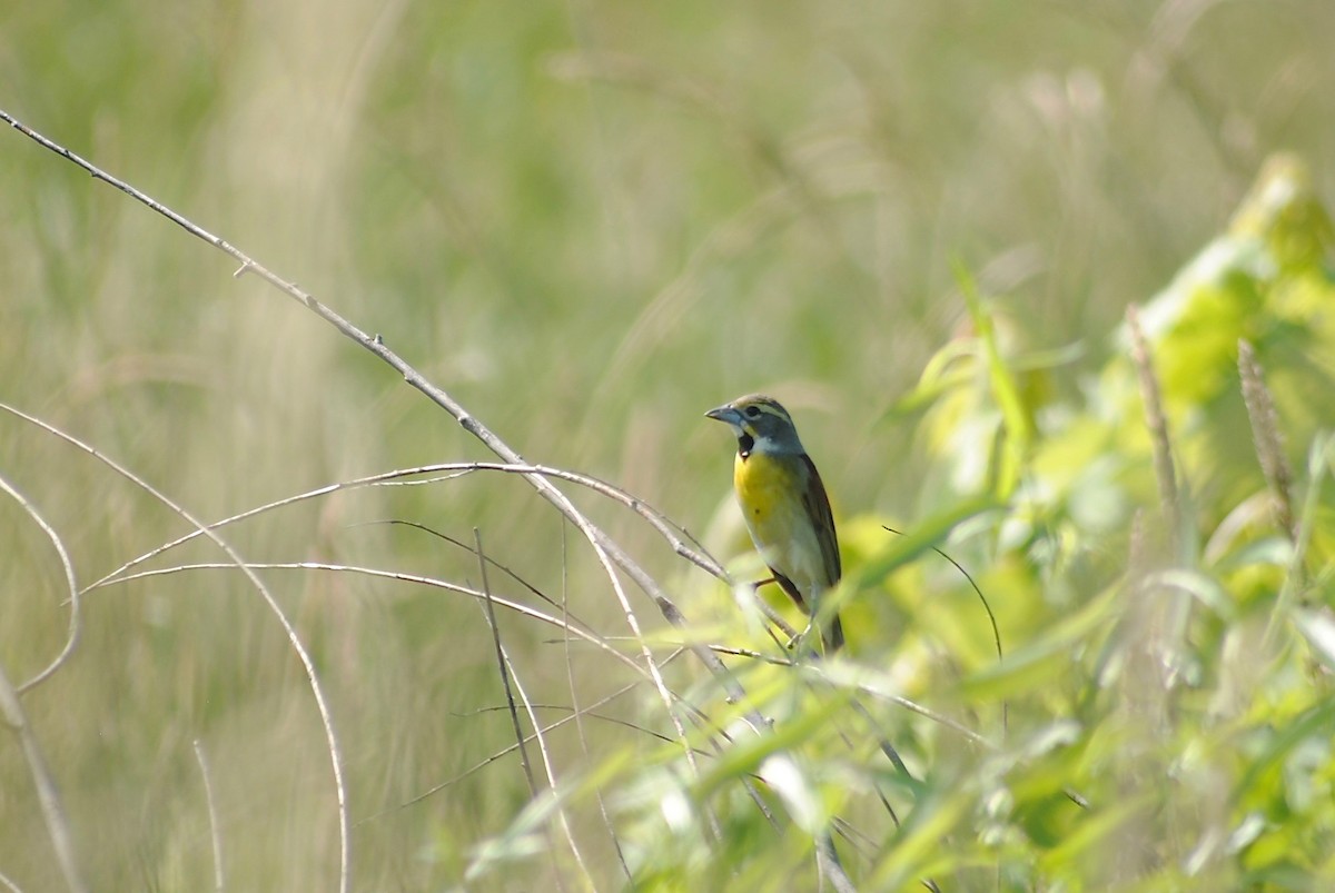 Dickcissel - ML243960801