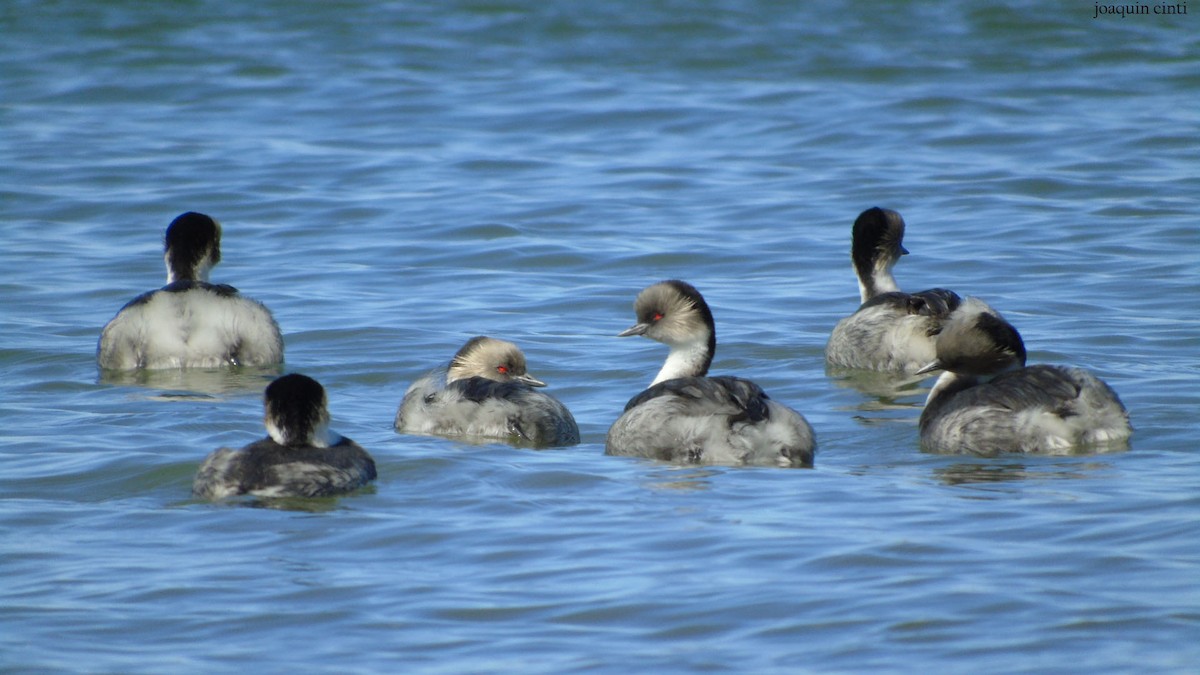 Silvery Grebe - ML243961221