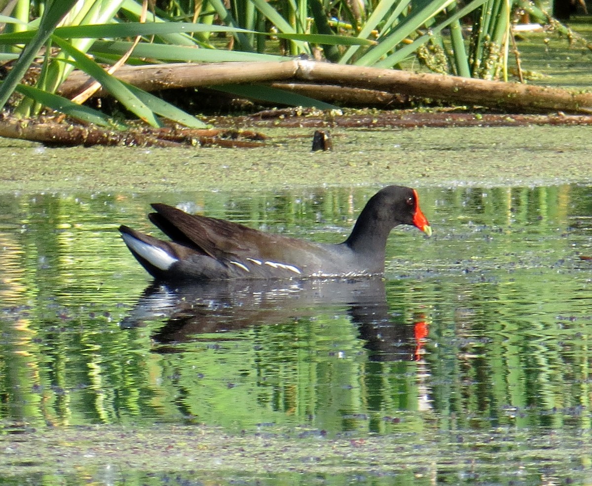 Common Gallinule - Pam Campbell