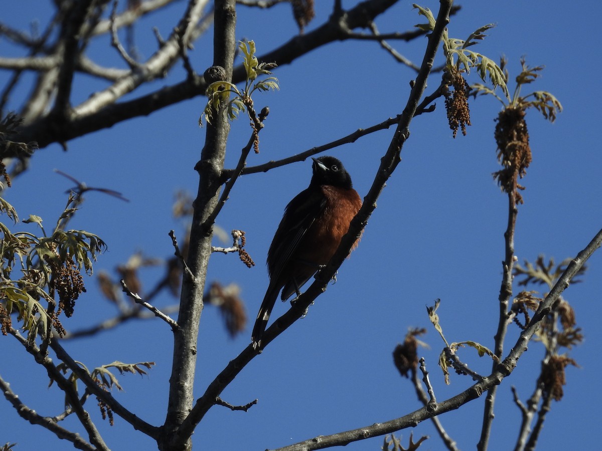 Orchard Oriole - ML243962401