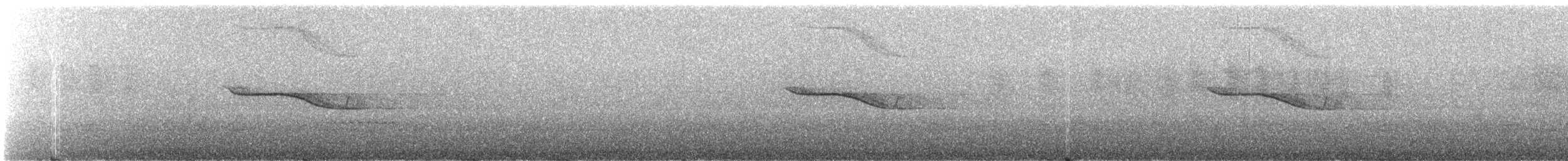 Breitspiegel-Nachtschwalbe (ruficervix) - ML243963