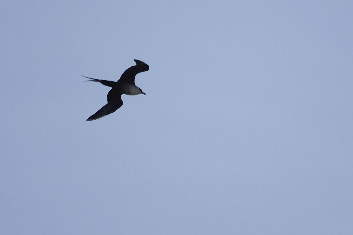 Long-tailed Jaeger - ML243964211