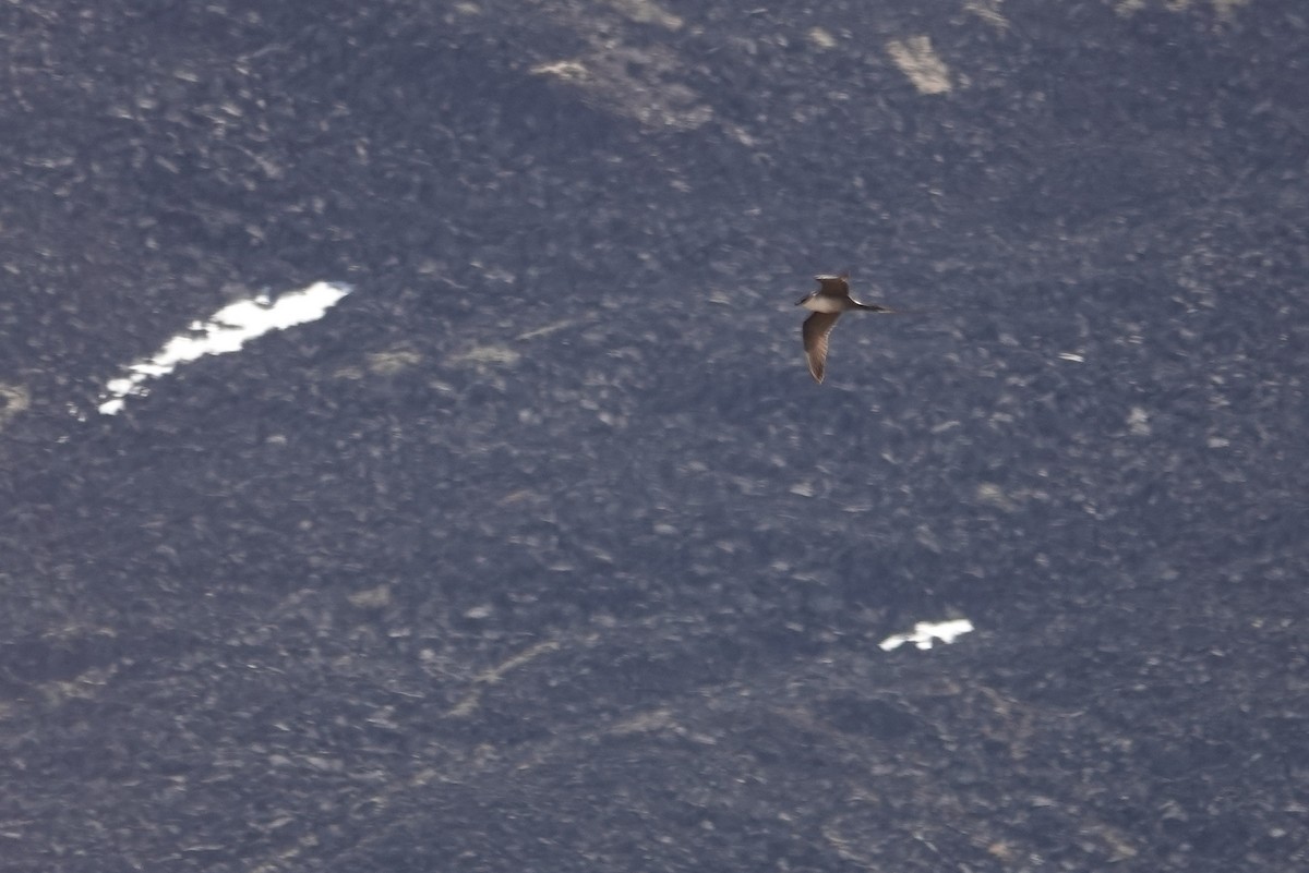 Long-tailed Jaeger - ML243964231