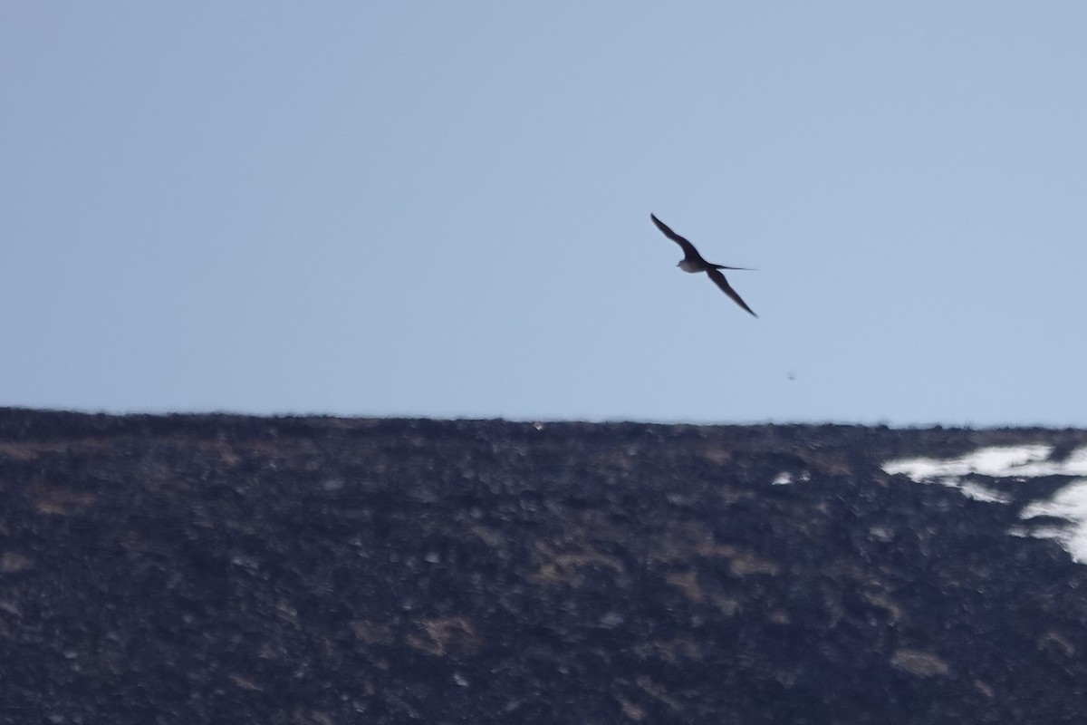 Long-tailed Jaeger - ML243964241