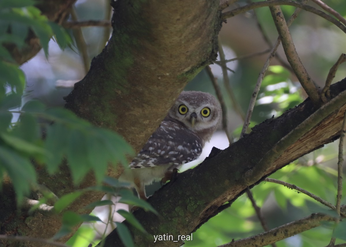 Spotted Owlet - Yatin Gupta